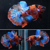 #1 (New Arrival) Candy Tiger Nemo Koi Male Plakat Betta Fish - High Quality Live Aquarium Male Betta Fish